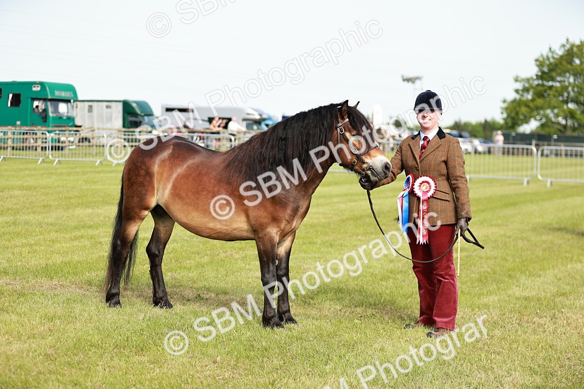 SBM_00652 - Class 14-23 - Mountain & Moorland In Hand Non Welsh