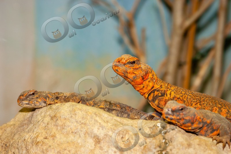 spiny-tailed lizard euromastix-4529 - Pet Photography