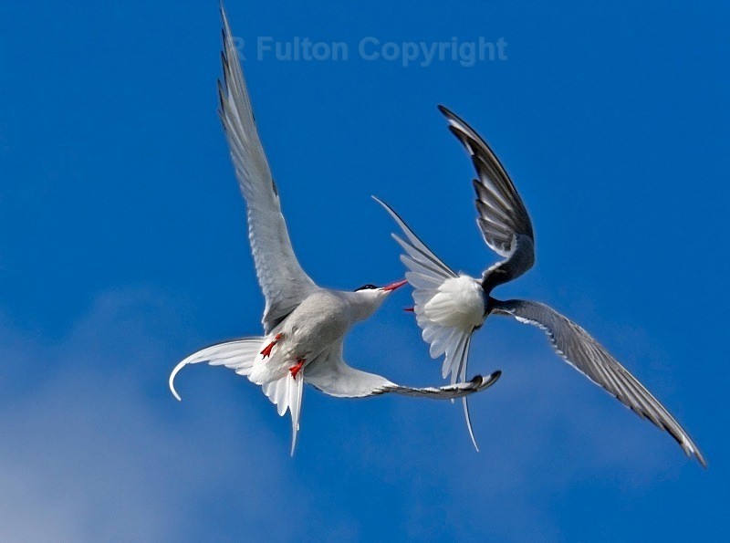 Artic Tern Aggression - Nature