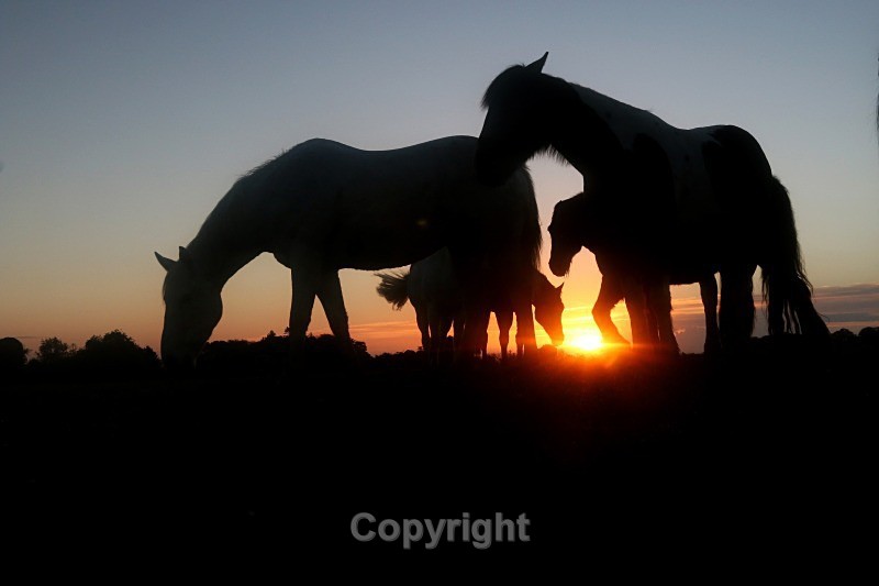  - Pictures for sale