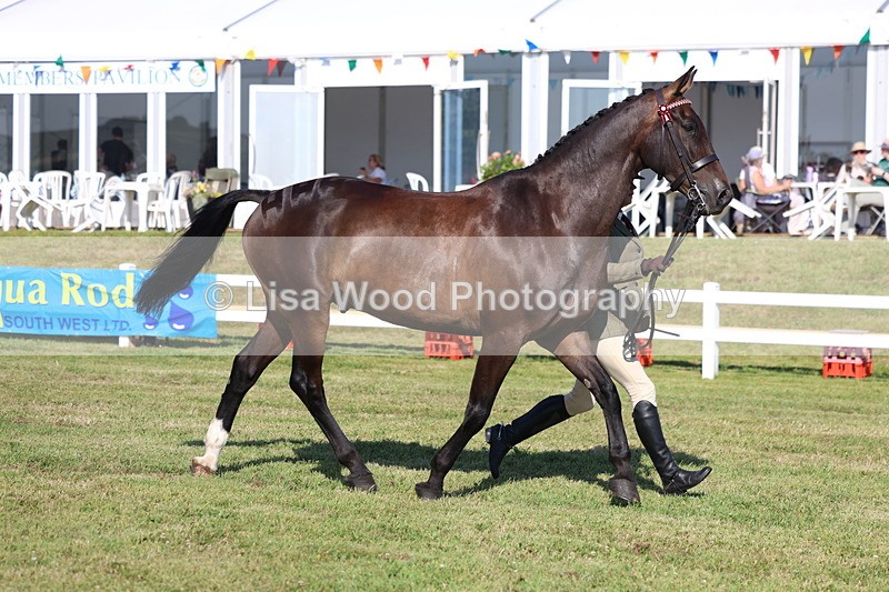 3E7A5713 - Class 2: Rising Star Large Hack/Riding Horse