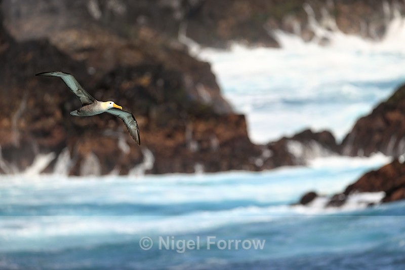 Waved Albatross flying, Espanola, Galapagos - Waved Albatross