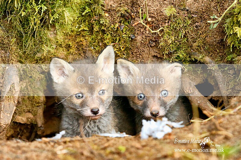 BE 010521 97a - Nature