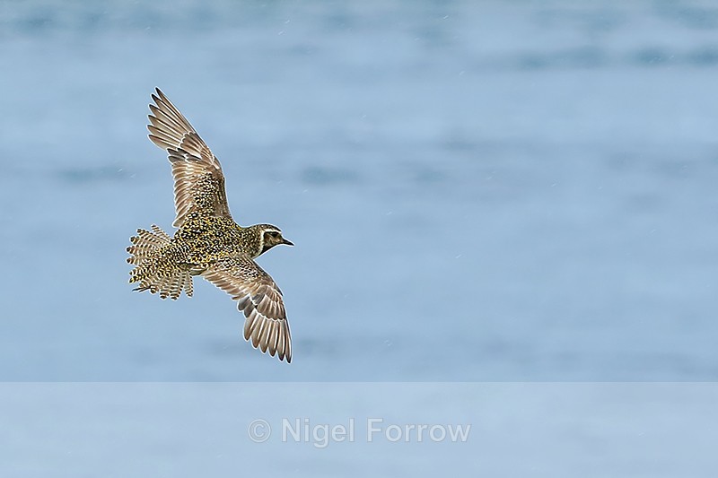 Golden Plover (breeding) flying, Iceland - Golden Plover