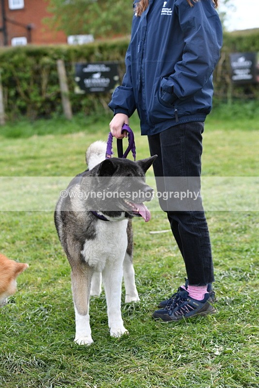 WJ5_0010 - Class 5 Best Veteran / 7 years & over