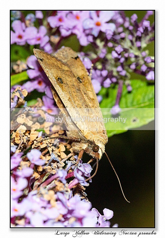 190722-untitled-1L4A2521-Edit - Butterflies & Moths