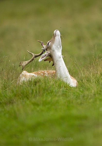 Fallow Deer ref fd 4c - FALLOW DEER