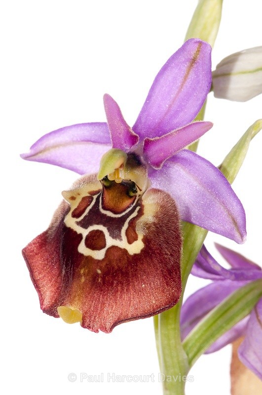  - WB: Orchids - Ophrys