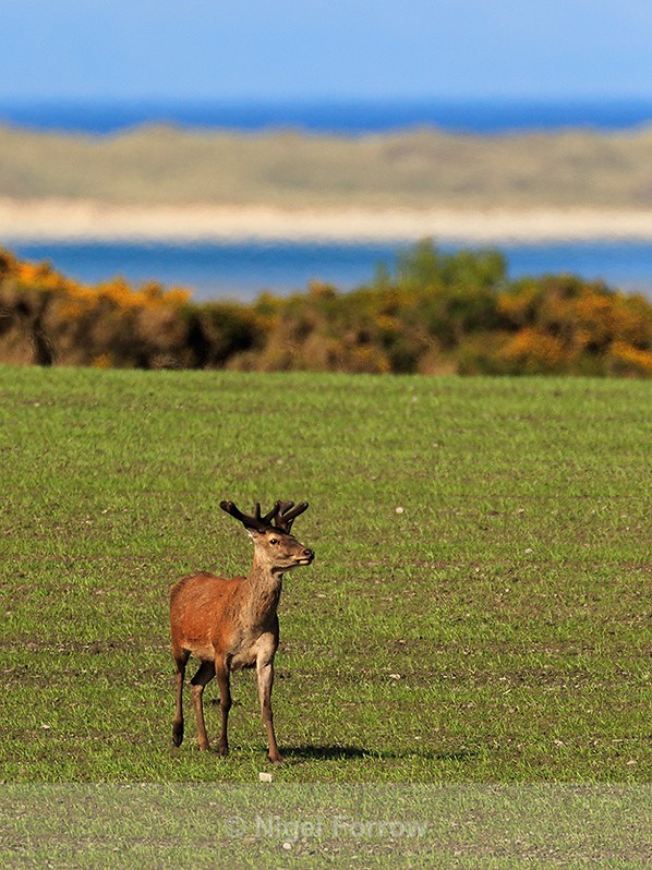 Red Deer in a field on Islay - Deer