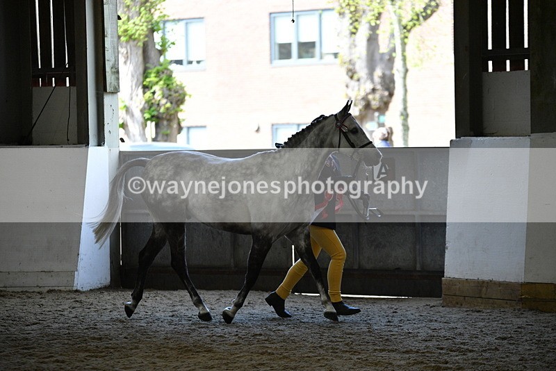WJ5_5729 - Morning in hand Championship