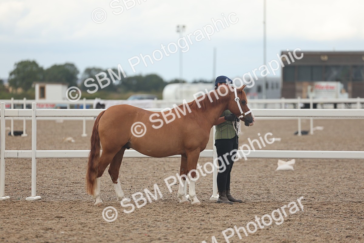 SBM_08446 - Class 29 - IH Veteran Pony