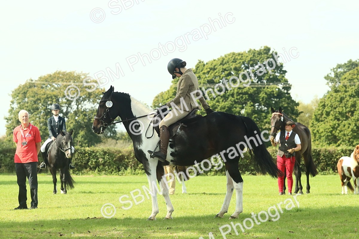 SBM_66532 - S34 - Rehabilitated Rescue Horse & Pony In Hand & Ridden