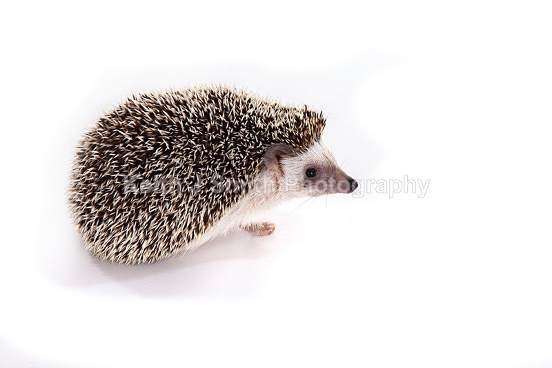 7SKJ4204 - Roaming Reptile Show III