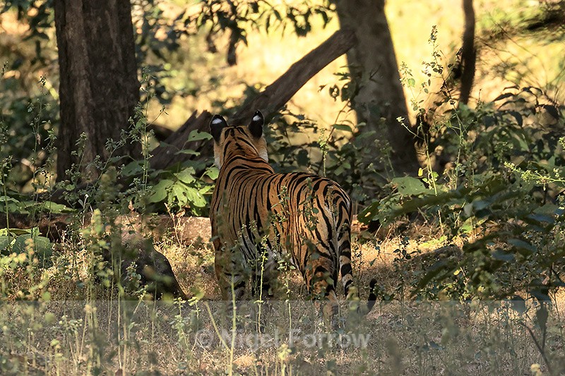 Tiger white spots on ears from behind in forest, Bandhavgarh, India - Tiger