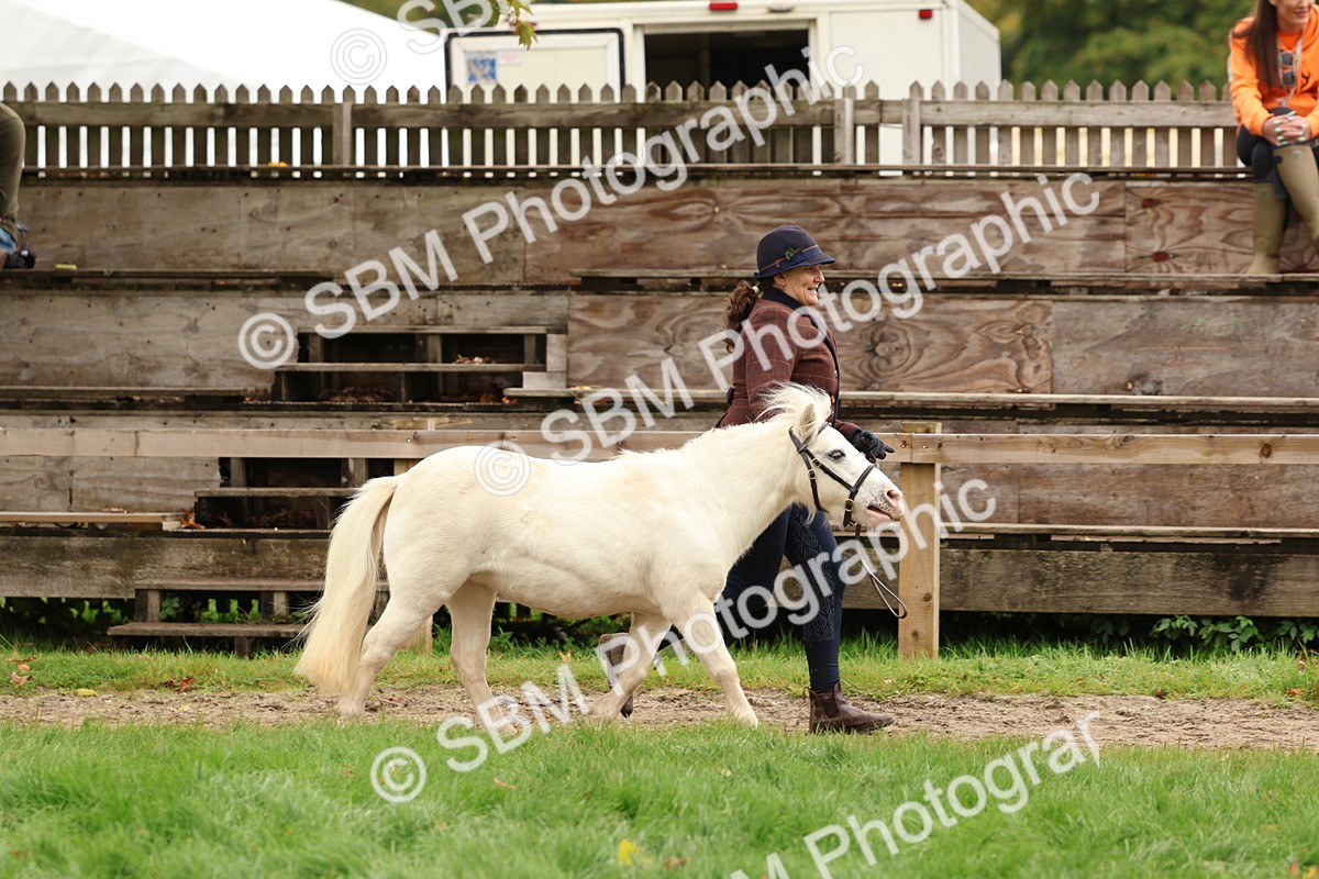 SBM_59876 - S36 - Rehabiliated Rescue Horse & Pony In Hand & Ridden