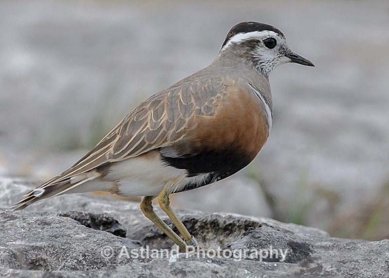 Astland Photography, Bird and Wildlife Images, Susan and Peter Wilson, U.K.
