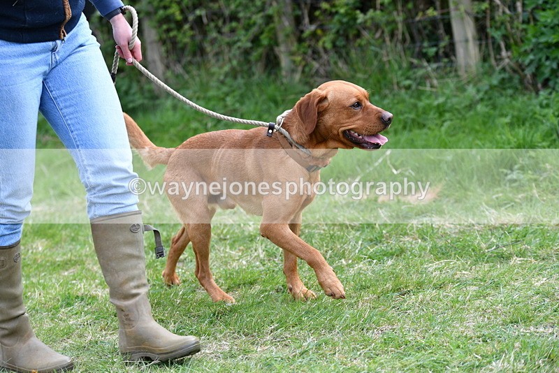 WJ5_9477 - Class 3 Most Handsome Dog