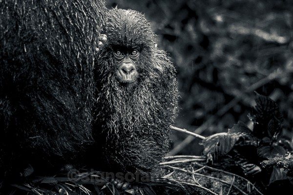 Mountain Gorilla, Virunga, DRC, Congo