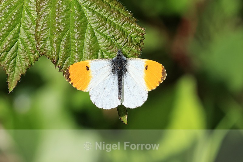Orange-tip (male) butterfly, Devon, England - INSECTS