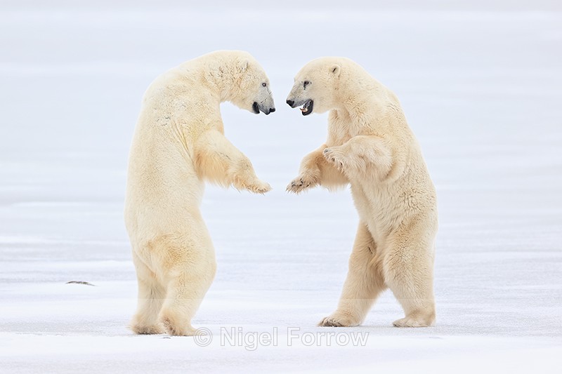 Polar Bears 'dancing' during fight, Churchill, Canada - Polar Bear