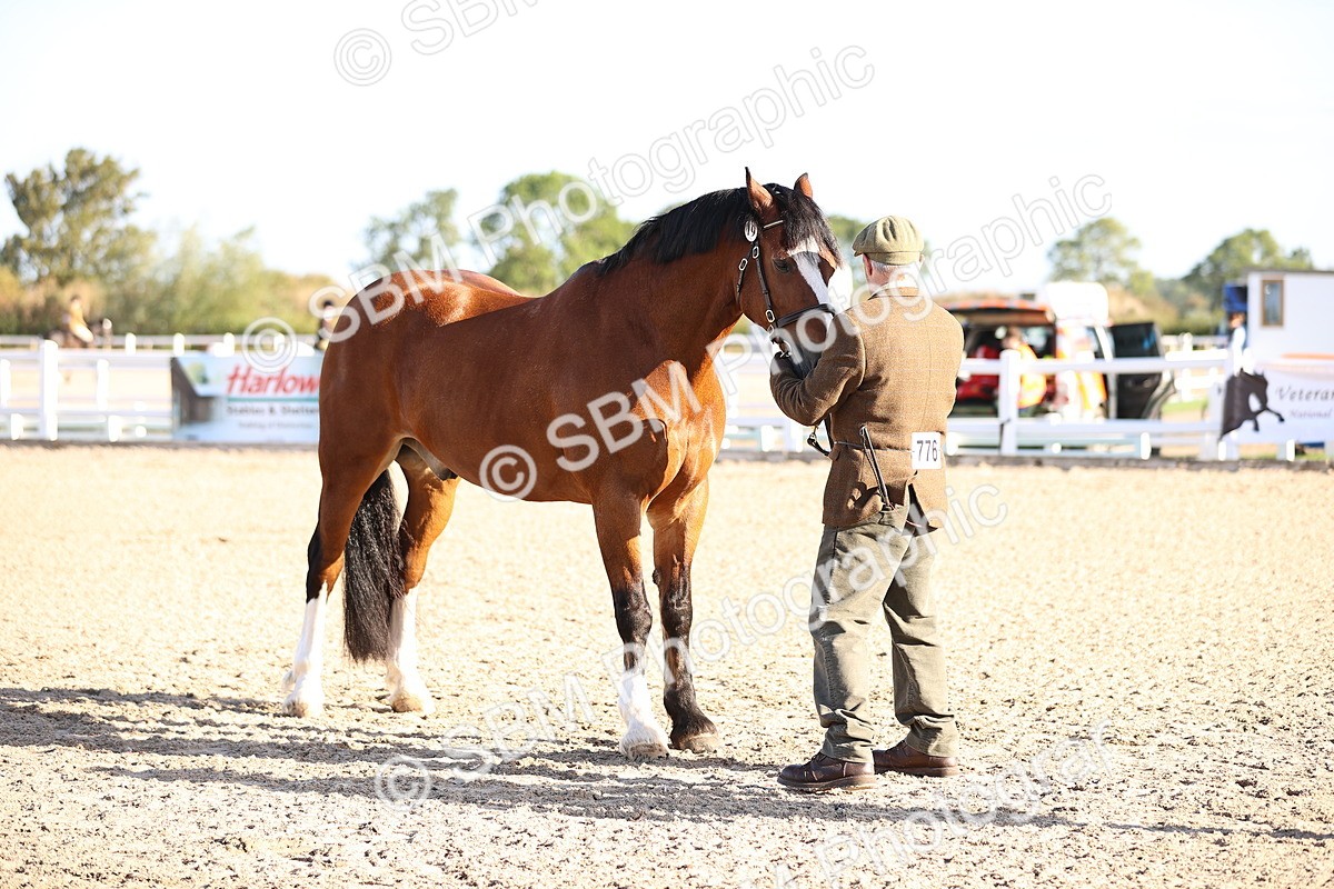 SBM_08358 - Class 401 - IH Veteran Horse