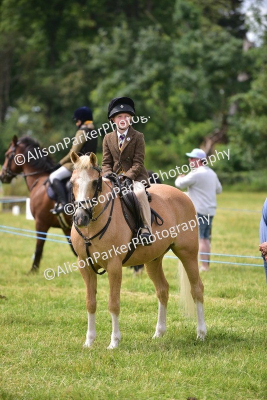 20260614-4008 - Class 16 - Handsome Gelding