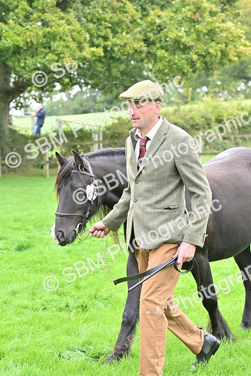 SBM_58153 - S47 - Mini Show Cob In Hand