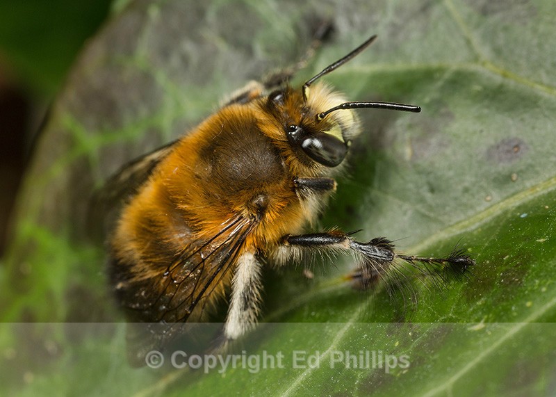 Anthophora  plumipes (m) - Anthophora plumipes
