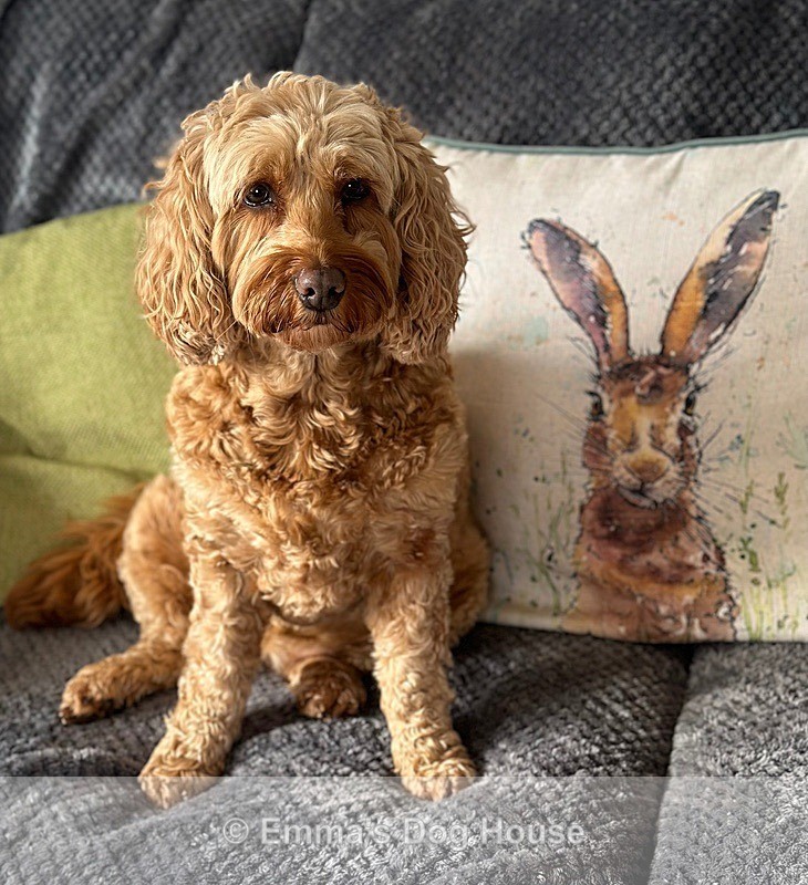  - Pawtraits