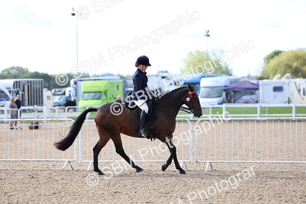 SBM_09113 - Class 303 - Ridden Pure Bred Horse Pony