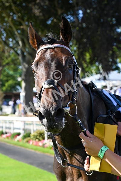 110725-Race 7-Secret Beach-0615 - Race 7 5.40pm William Hill Bet In Running Apprentice Handicap