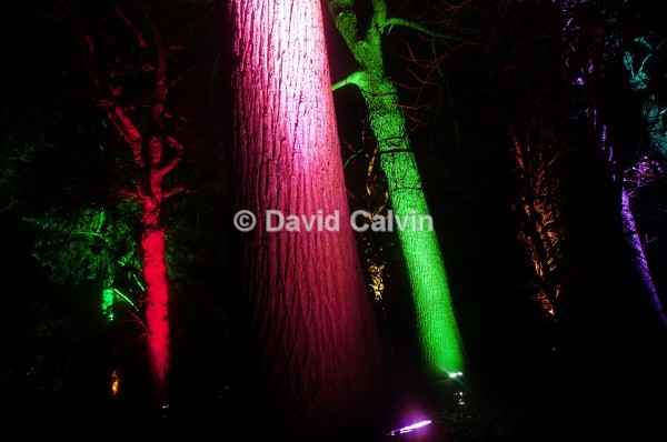 Illuminated Forest 2 - Nocturnal