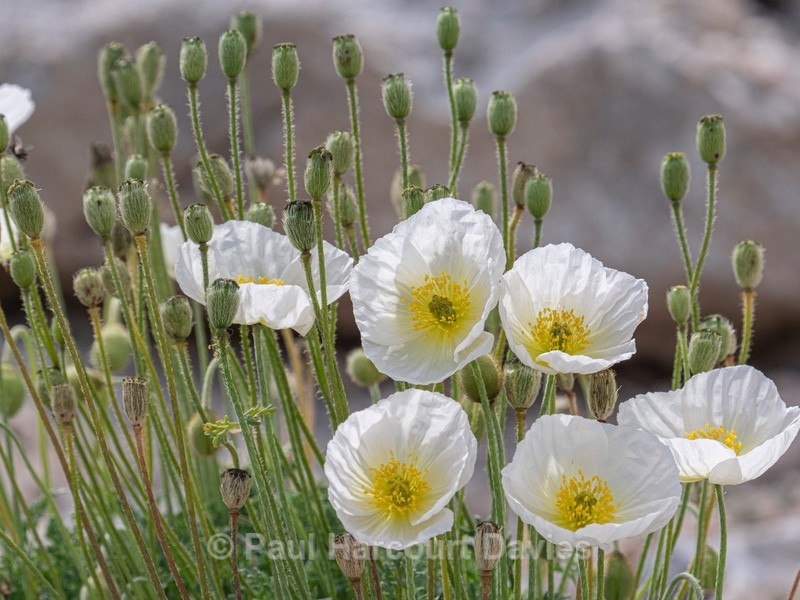 Alpine poppy (Papaver alpina ) - Flower Portraits