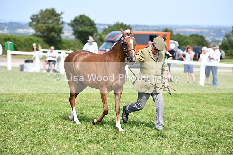 DSC_8346 - Class 68: Part Bred In Hand M & M