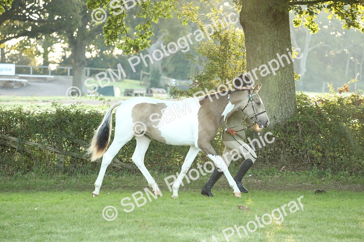 SBM_57793 - S42 - Youngstock