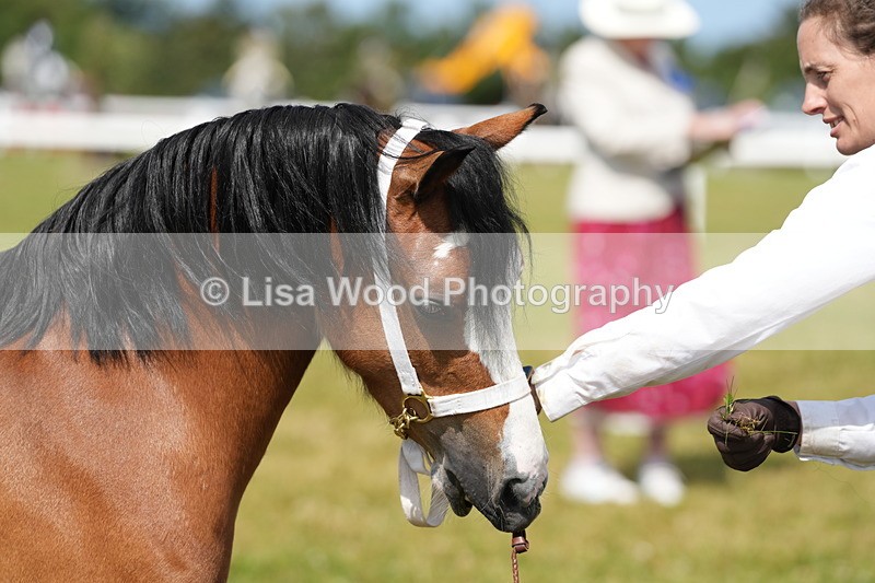 DSC05561 - Class 50: NPS M&M 4 years and over Small Breeds