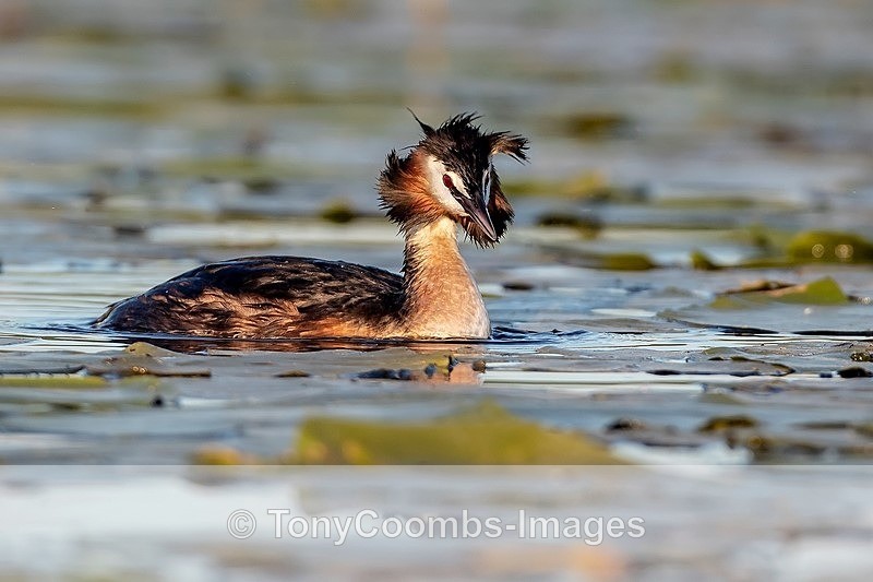 Great Crested Grebe - Danube Delta