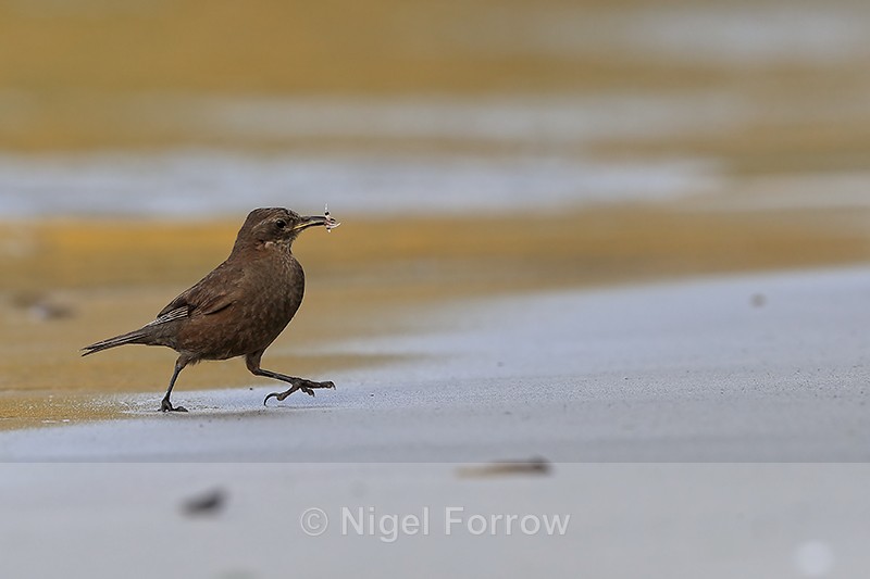 Blackish Cinclodes running on beach with food, Carcass Island - Tussockbird (Blackish Cinclodes)