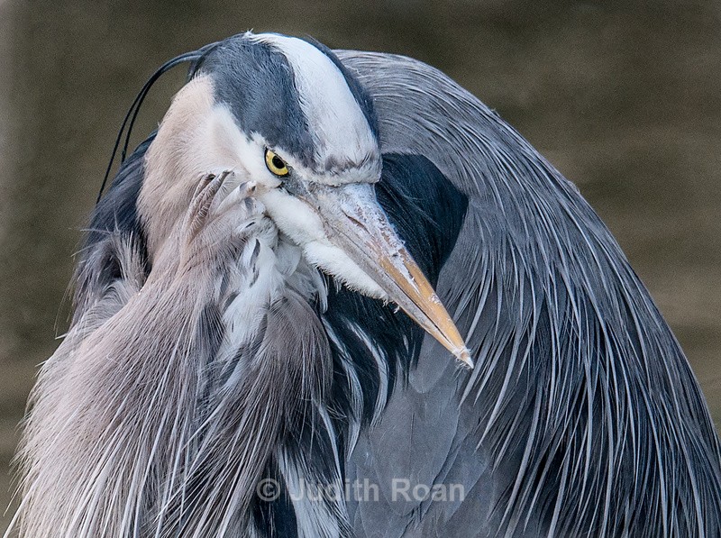 Great Blue Heron - Reifel Refuge