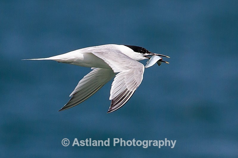 Astland Photography, Bird and Wildlife Images, Susan and Peter Wilson, U.K.