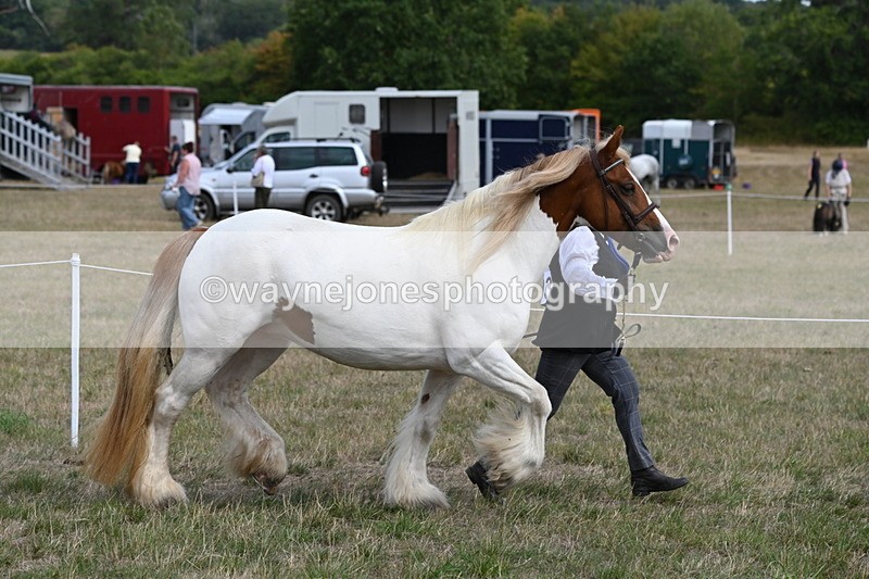 WJ6_6542 - Class 20 In-hand Cob