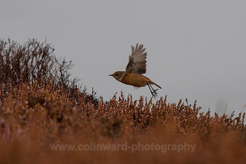 Stonechat in flight.    ref 5002 - North Wales