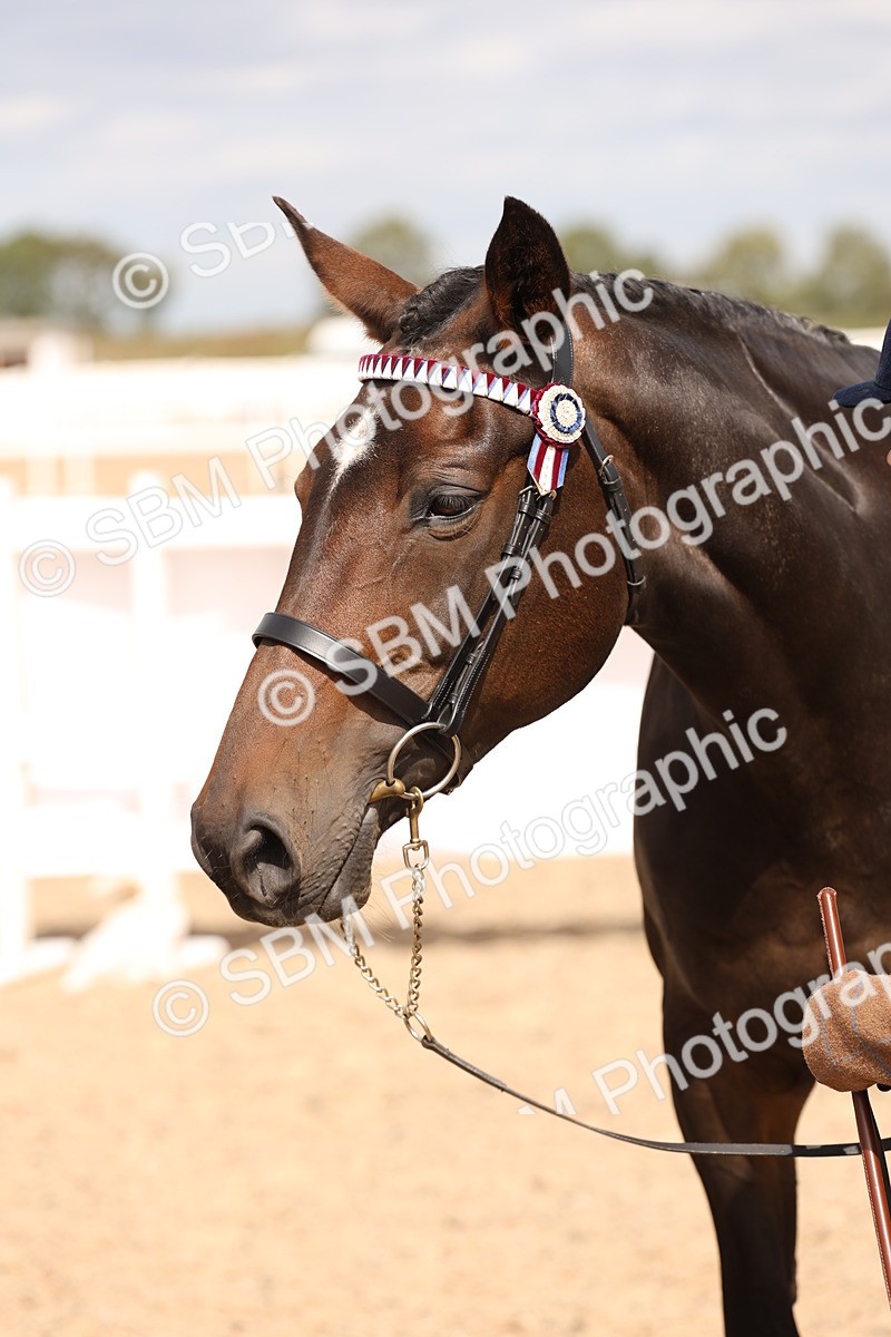 SBM_15394 - Class 210- IH Show Horse
