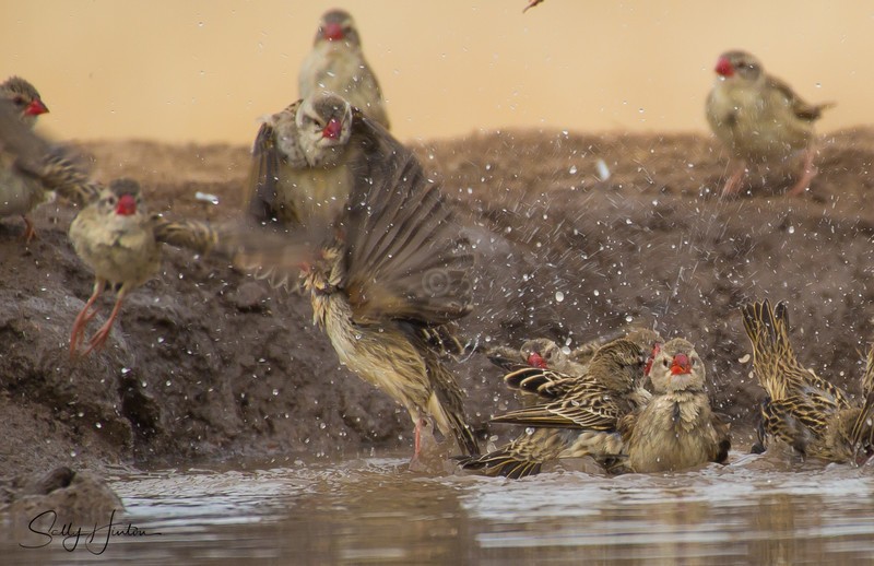 Red-billed Quelea Bathing