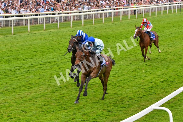 170623-Race 3-Quickthorn-7049 - Race 3 3.05pm Sky Bet Race To The Ebor Grand Cup Stakes