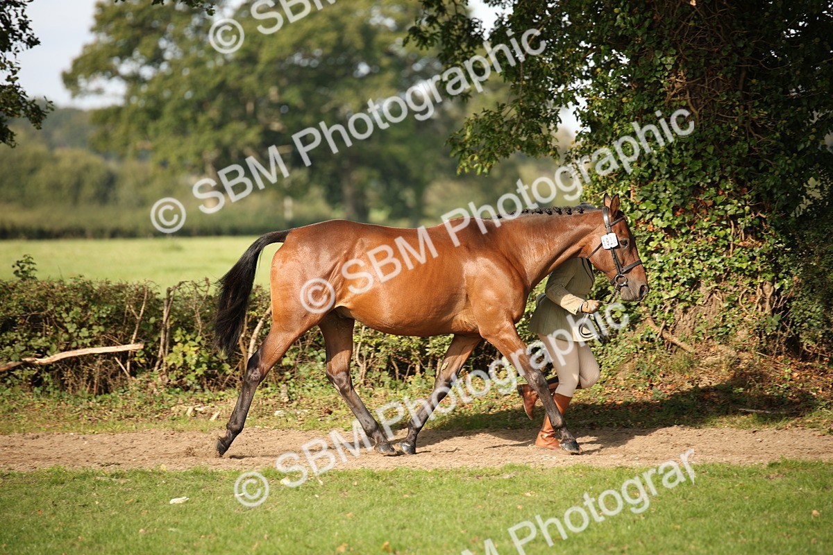 SBM_60066 - S53 - Hunter In Hand