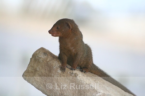 Miniature Mongoose - Wildlife