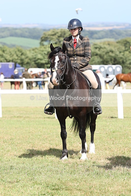 JPP_2435 - Class 19: Working Hunter 60cm