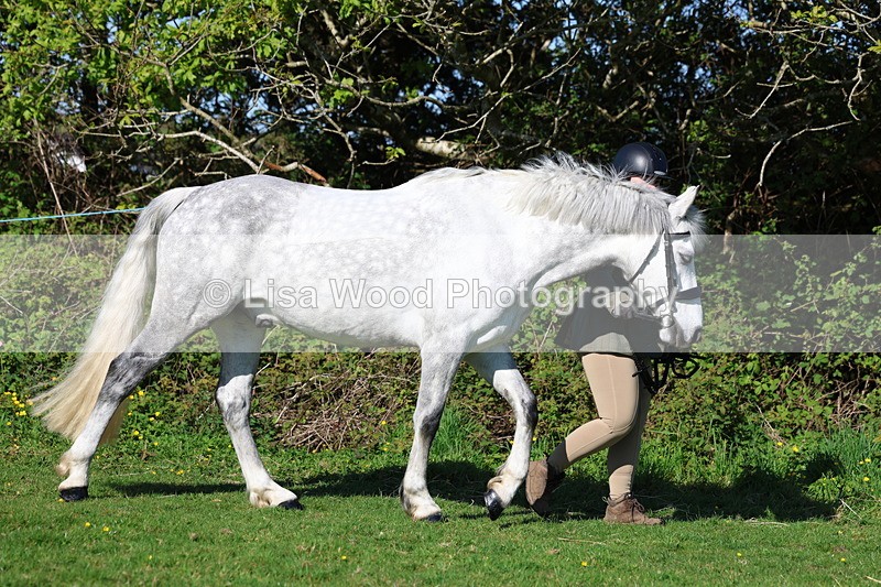 3E7A8531 - Class 13: M & M Large Breeds