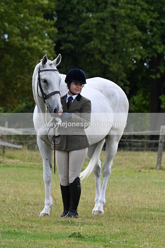 WJ7_7209 - Class 5a Most Handsome Gelding in Hand
